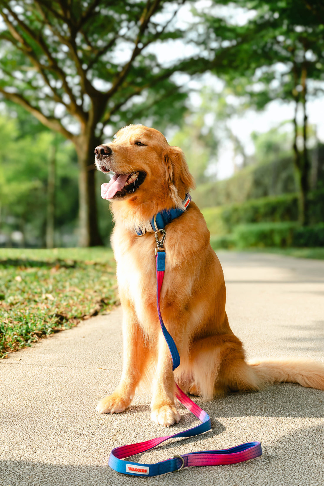 Walkies for the Soul: The Mental Health Benefits of Walking Your Dog