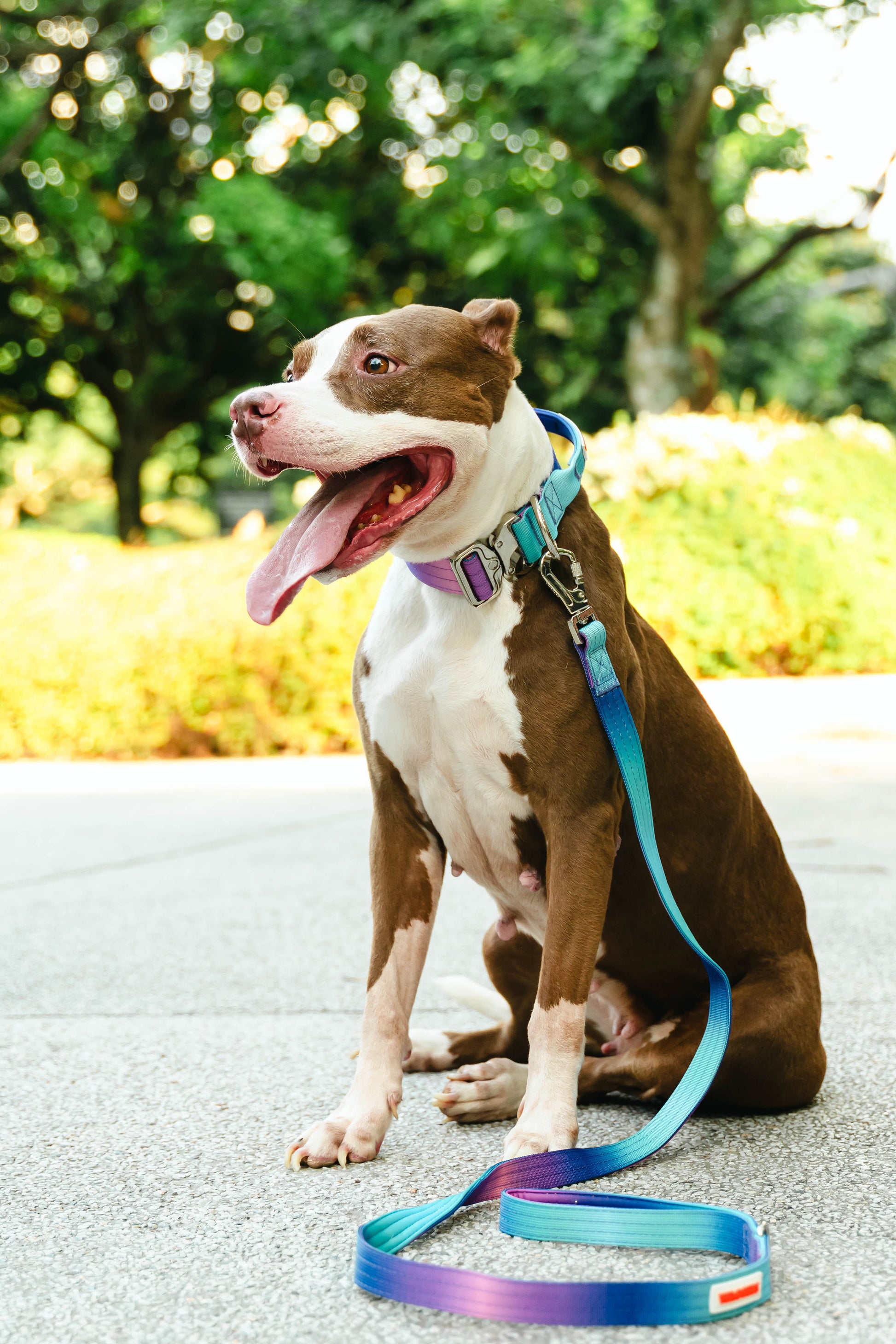 Waggies Original Collar