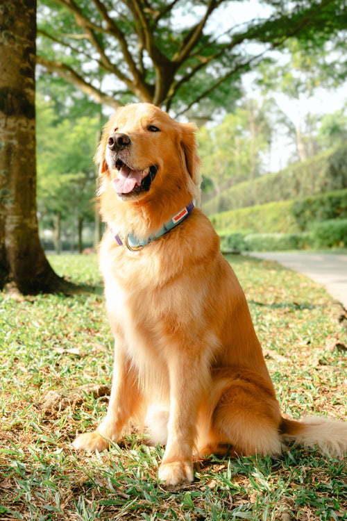 Waggies Original Collar