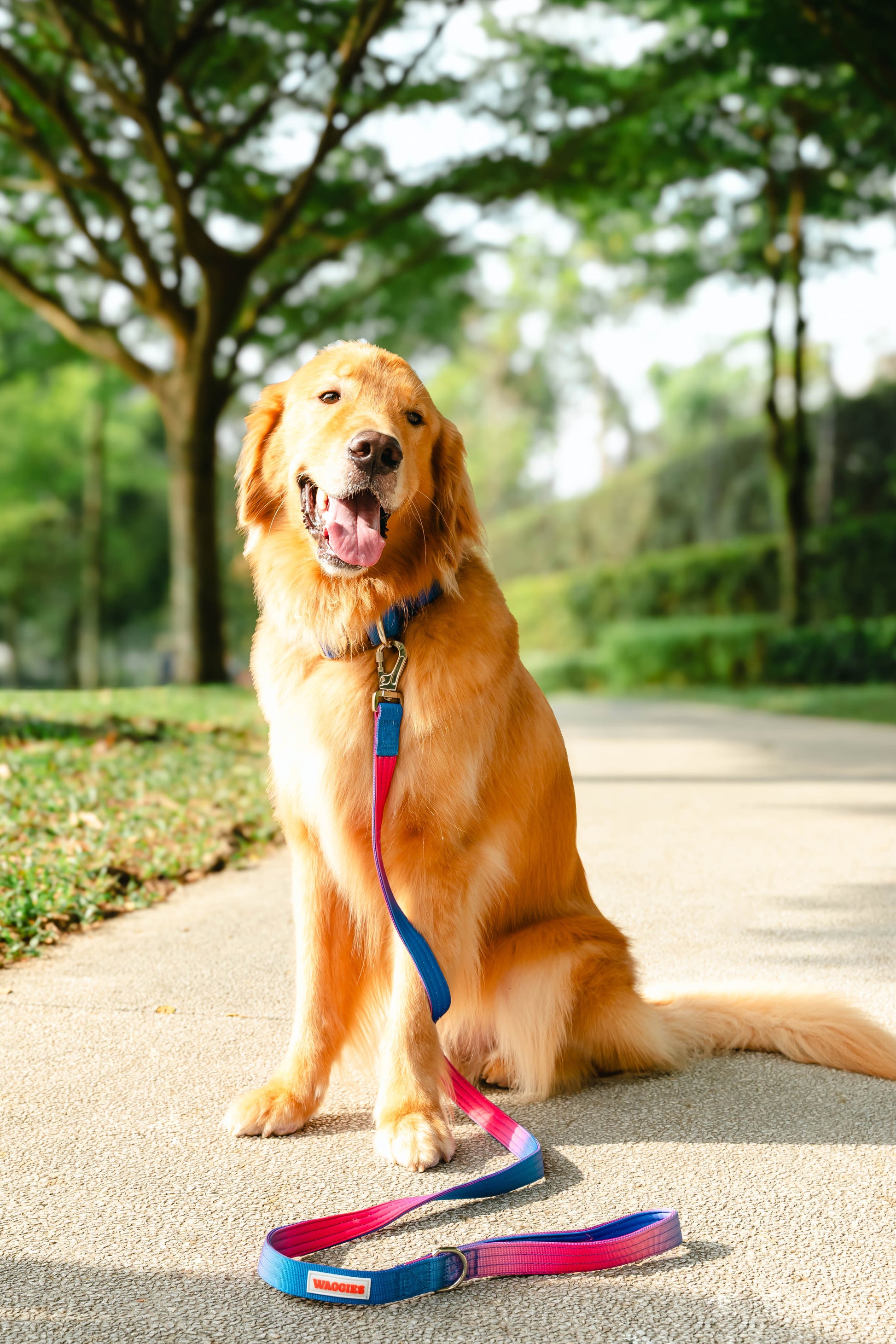 Waggies Original Collar