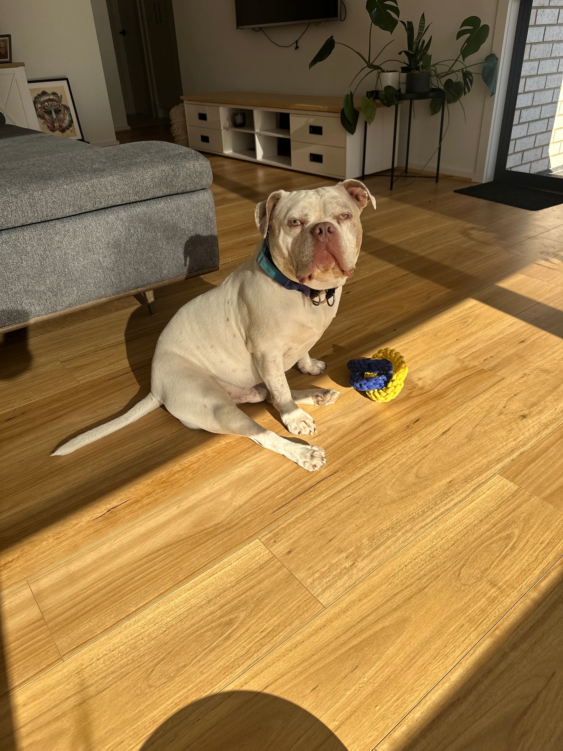 Waggies Original Lead