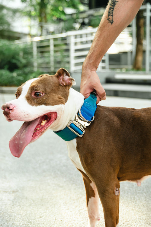 Waggies Original Collar