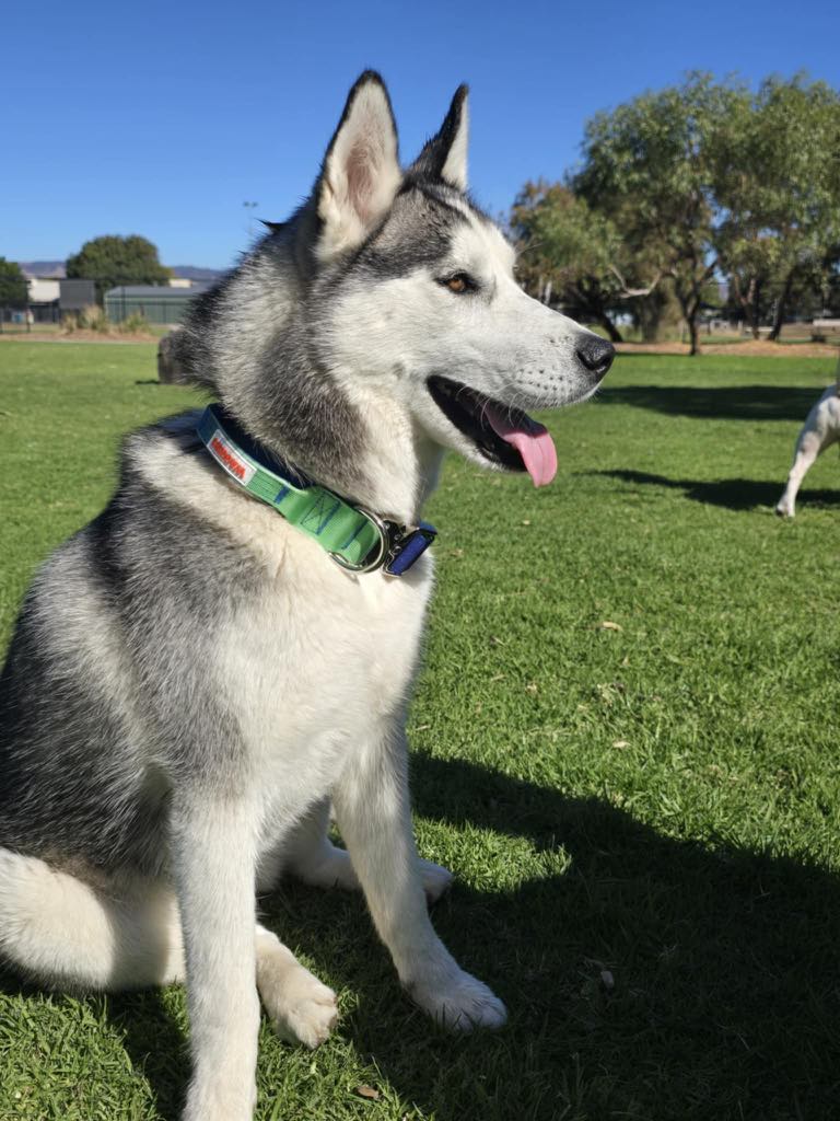 Waggies Original Lead